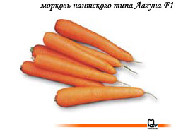 семена, морковь, гибрид, голландский, Лагуна, Нунемс, Nunhems