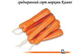 семена, морковь, сорт, голландский, Кампо, Нунемс, Nunhems