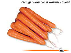 семена, морковь, сорт, голландский, Бюро, Нунемс, Nunhems