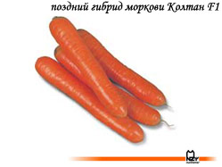 семена, морковь, гибрид, голландский, Колтан, Нунемс, Nunhems