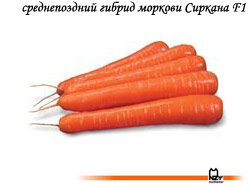 семена, морковь, гибрид, голландский, Сиркана, Нунемс, Nunhems