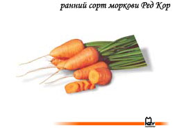 семена, морковь, сорт, голландский, Ред Кор, Нунемс, Nunhems