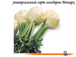 голландский универсальный сорт сельдерея Монарх, производство Нунемс (Nunhems)