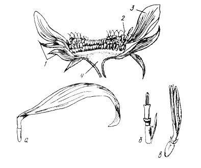 Рис. 1. Кошик соняшника